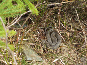 Wanderung zum Hohen Stein. Was liegt denn da am Wegesrand?! Foto: Wolfang Stöhr